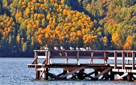 贝加尔湖，俄罗斯，码头，鸟，树 高清壁纸