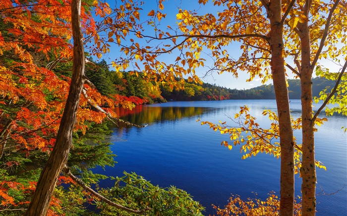 湖泊，树木，森林，蓝天，秋 壁纸 图片