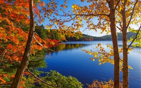 湖泊，树木，森林，蓝天，秋