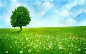 孤独的树，春天，草原 高清壁纸