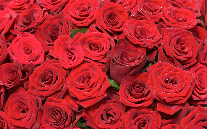 许多红色的玫瑰鲜花 壁纸 图片