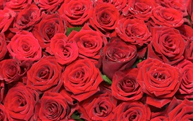 许多红色的玫瑰鲜花 高清壁纸