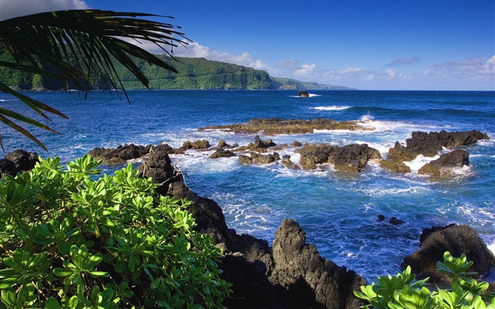 毛伊岛，夏威夷，美国，海 壁纸 图片