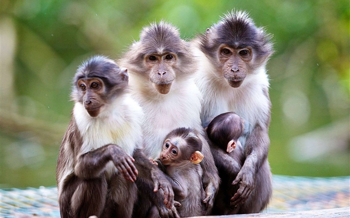 猴子家庭，母亲，婴儿 壁纸 图片