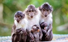 猴子家庭，母亲，婴儿