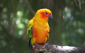 橙色羽毛的鹦鹉