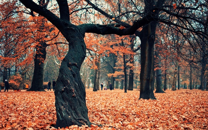 公园，树木，红叶在地面上 壁纸 图片