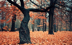 公园，树木，红叶在地面上 高清壁纸