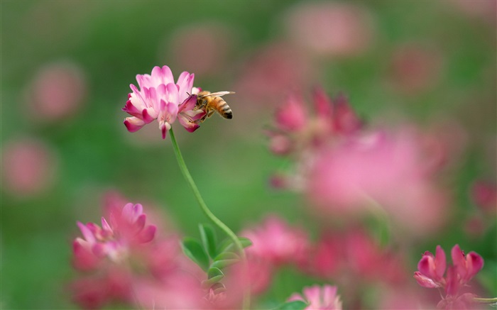 粉红色的小花朵，蜜蜂 壁纸 图片