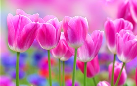 粉红色的郁金香花，模糊背景