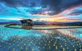种植，水稻，小屋，漂亮的亚洲景观 高清壁纸