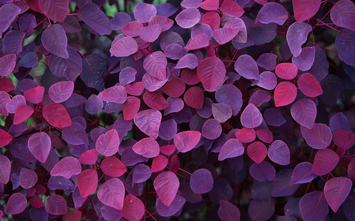紫叶，植物 壁纸 图片