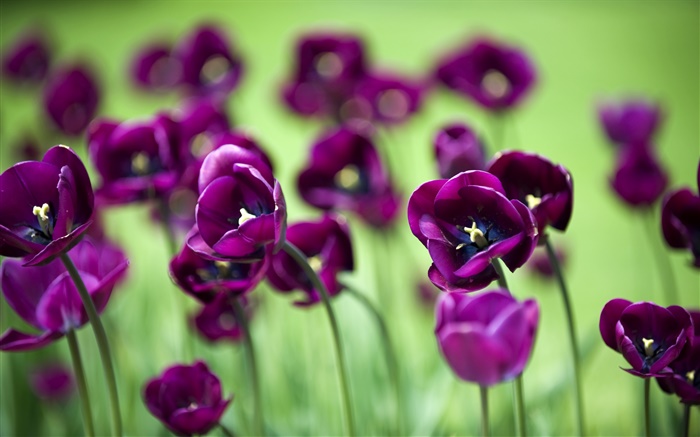 紫色郁金香的花朵，绿色背景 壁纸 图片