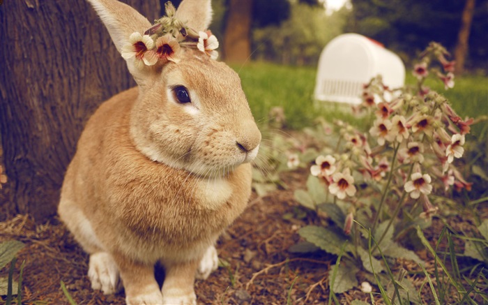兔子和鲜花 壁纸 图片