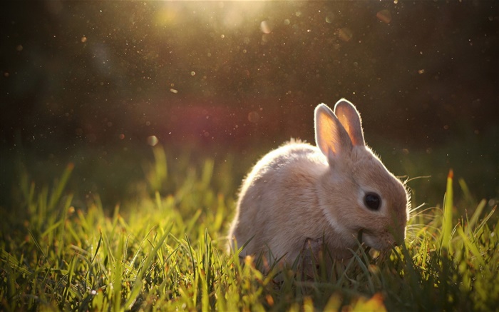 兔子吃草 壁纸 图片