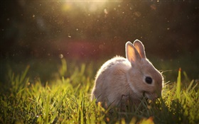 兔子吃草 高清壁纸