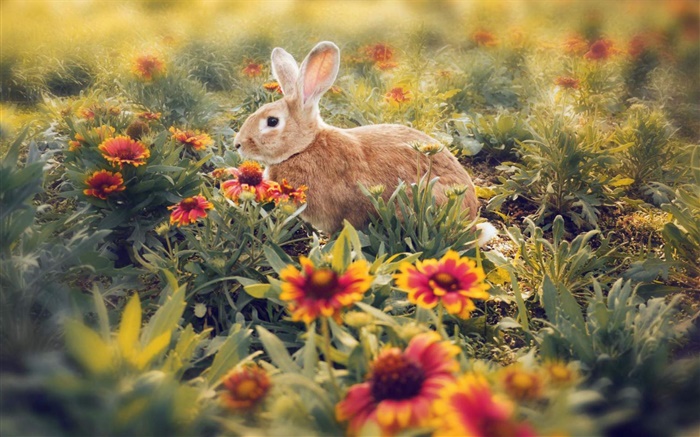 兔子藏在花丛中 壁纸 图片