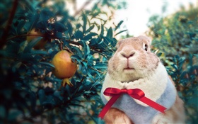 戴围巾的兔子 高清壁纸