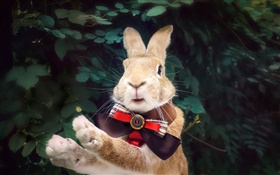 兔与领带 高清壁纸
