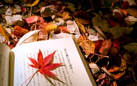红叶，日本书 高清壁纸