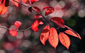 阳光下的红色叶子 高清壁纸