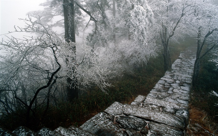 雾凇风景，树，冬季，雪，中国风光 壁纸 图片