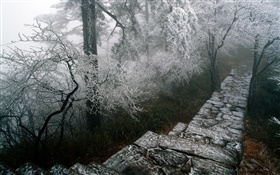 雾凇风景，树，冬季，雪，中国风光 高清壁纸