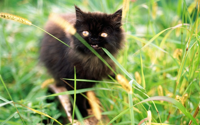 草丛中的小黑猫 壁纸 图片