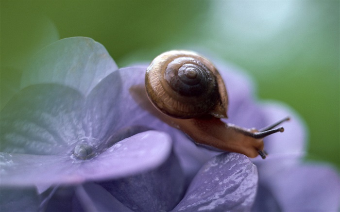 蜗牛，蓝色花 壁纸 图片