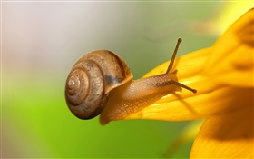 蜗牛特写，黄色花瓣