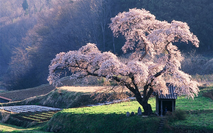 春天的一棵樱花树 壁纸 图片