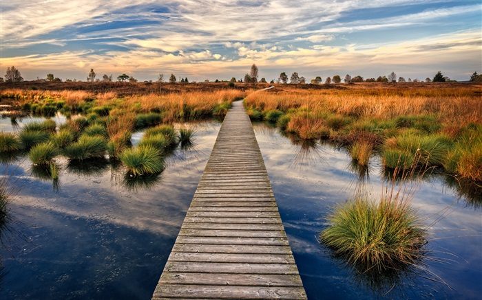 沼泽地，木桥，草，黄昏 壁纸 图片