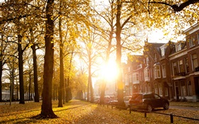 树木，阳光，秋天，房子 高清壁纸