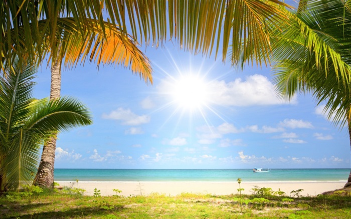 热带海滩，阳光，棕榈树 壁纸 图片