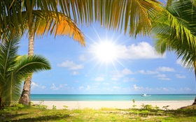 热带海滩，阳光，棕榈树 高清壁纸