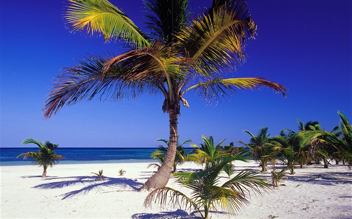 热带海滩，棕榈树 壁纸 图片