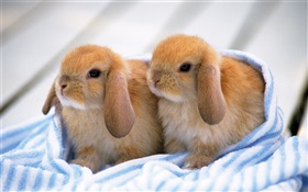 两只小兔幼崽 高清壁纸
