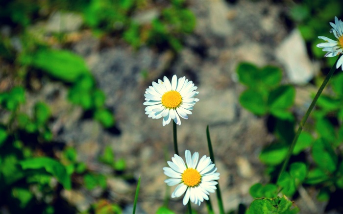 两朵白色的雏菊花 壁纸 图片