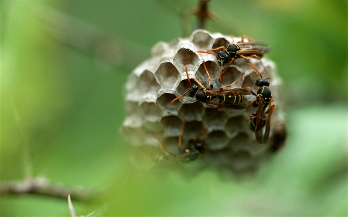 黄蜂，昆虫 壁纸 图片
