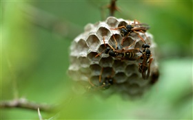 黄蜂，昆虫 高清壁纸
