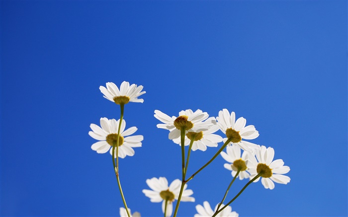 白色的小花朵，蓝天 壁纸 图片