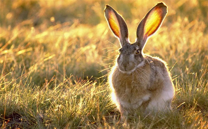 野兔在草丛中 壁纸 图片