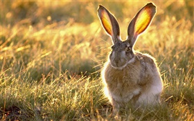 野兔在草丛中 高清壁纸