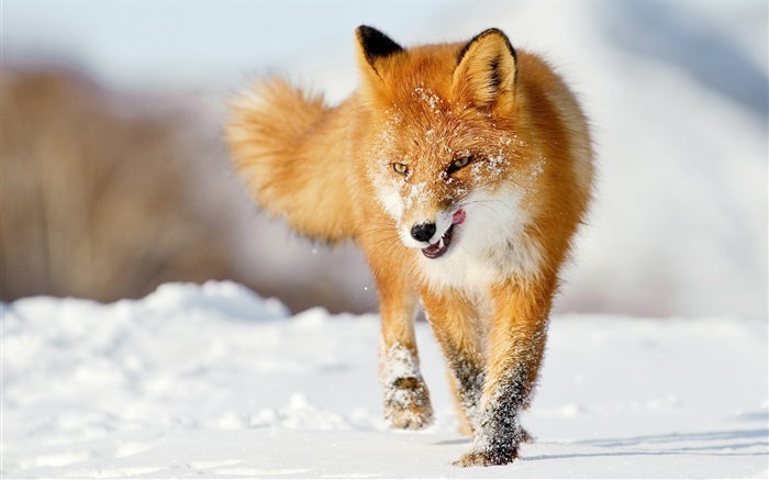 冬季狐狸 壁纸 图片