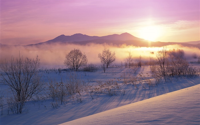 冬天的早晨，雪，树，雾，日出 壁纸 图片