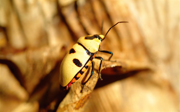 黄色甲虫特写 壁纸 图片