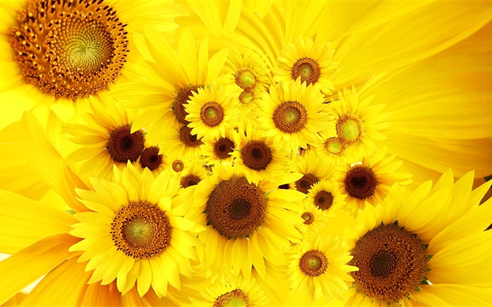 黄色的花，向日葵 壁纸 图片