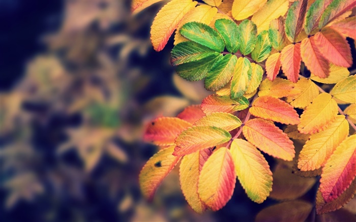 黄色的叶子，秋天 壁纸 图片
