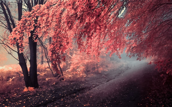 秋天的颜色，红叶，路径 壁纸 图片