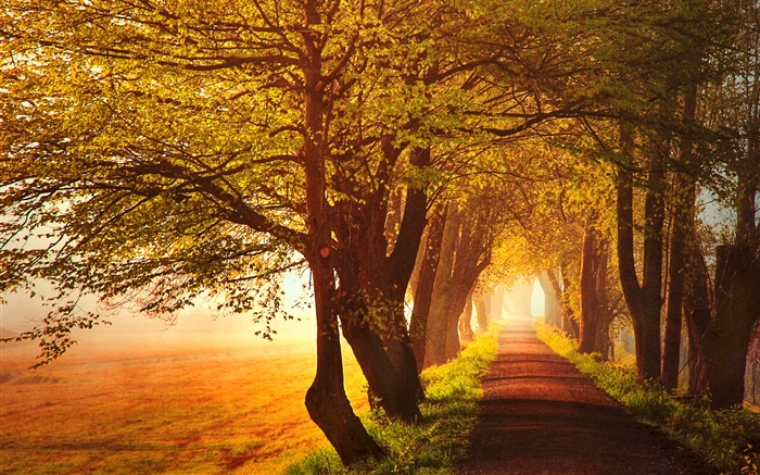 秋天，黎明，树木，道路，雾 壁纸 图片